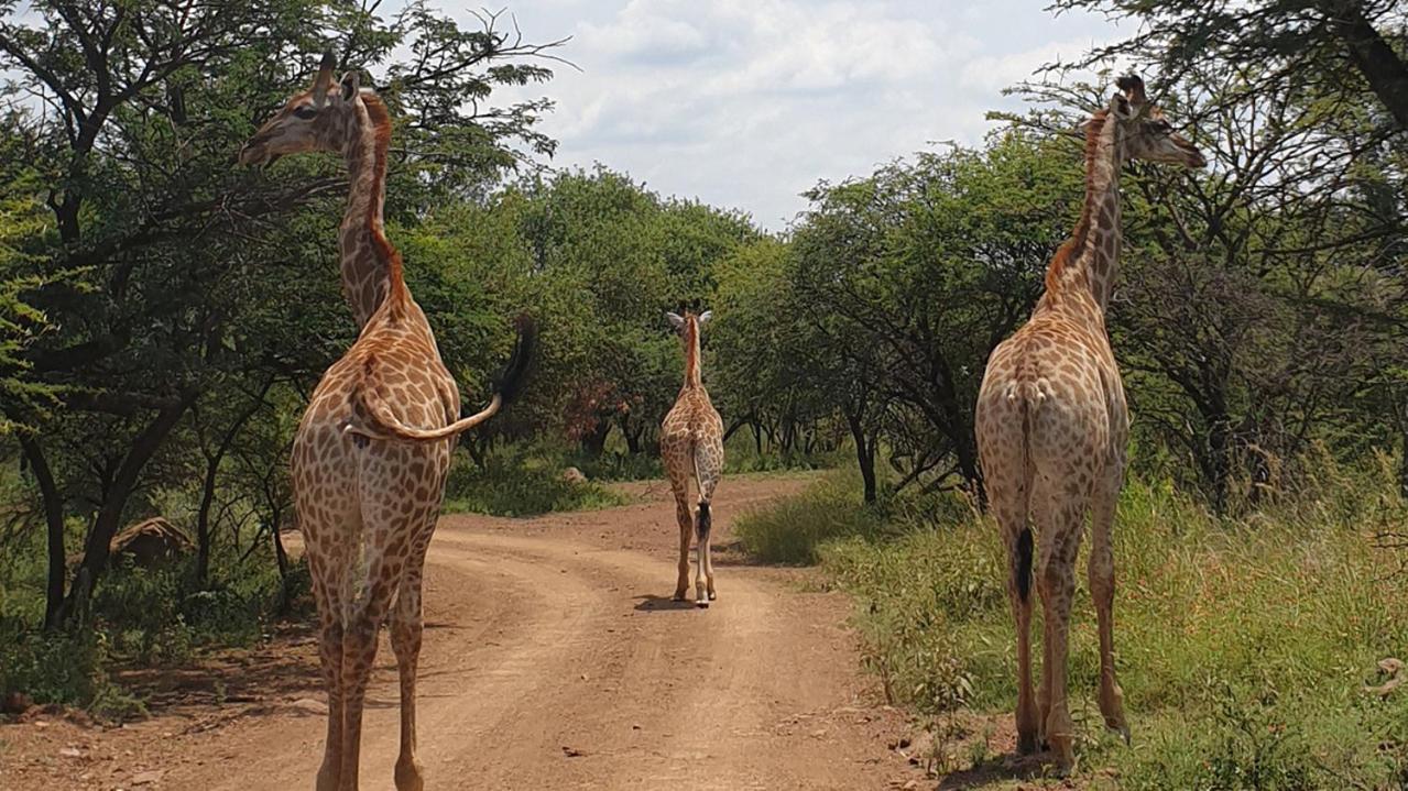 Monateng Safari Lodge Wallmannstal Esterno foto